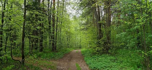 20 ans de prison pour le violeur de la forêt de Sénart