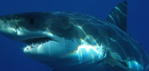 Un surfeur échappe de peu à une attaque de requin grâce à un drone...