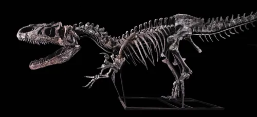 Le squelette d’un dinosaure en vente à Paris !