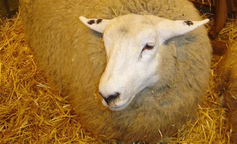 Salon de l’Agriculture 2021 annulé, concours général maintenu