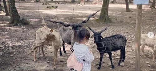 Essonne : cinq moutons volés dans un parc animalier