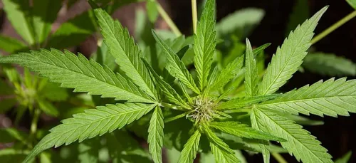 Yvelines : des champs de cannabis découverts en forêt de...