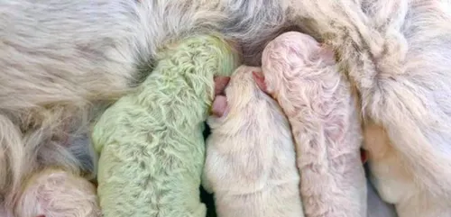 Une femelle labrador donne naissance à un chiot vert ! (Photo)