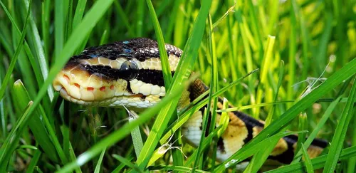 Un enfant trouve un python dans une forêt à Anglet (Photos)