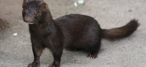 Covid : le Danemark abat 15 millions de visons d’élevage pour...