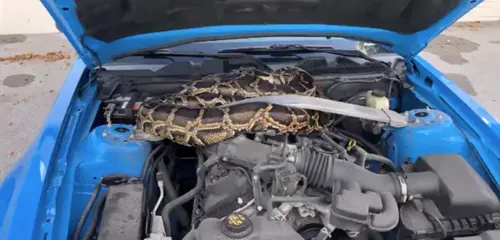 Un serpent de 3 mètres découvert sous le capot d’une voiture (Vidéo)