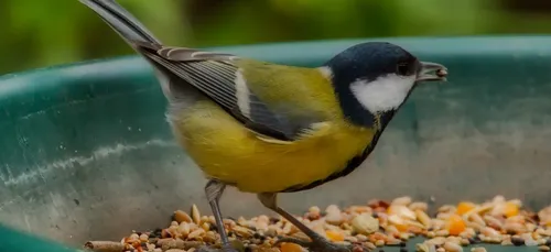 CDG Express : les travaux partiellement annulés à cause d’oiseaux !