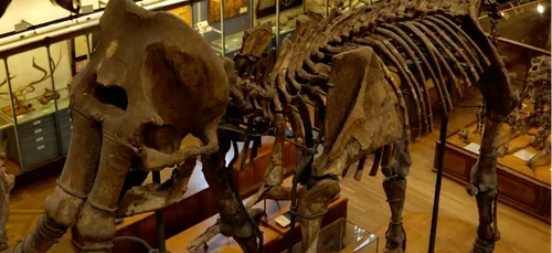 Aidez à restaurer un vieux mammouth à Paris