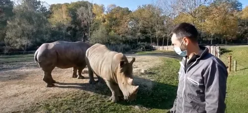 ZooSafari de Thoiry : une chaîne YouTube pour découvrir les...