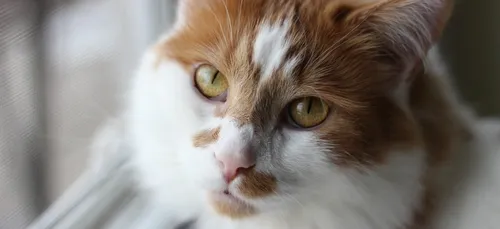 Un chat provoque un incendie dans la cuisine en voulant attraper...