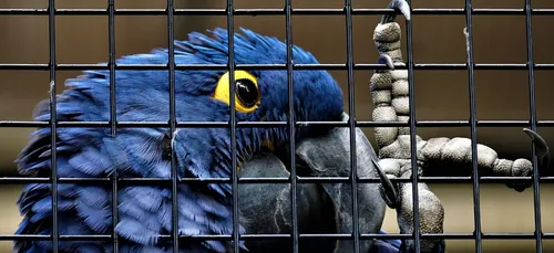 Un nouveau foyer de grippe aviaire dans les Yvelines