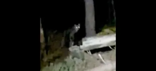 Face à face inattendu avec un loup en forêt de Fontainebleau (vidéo)