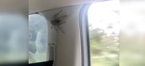 Elles découvrent une énorme araignée sur le plafond de leur...