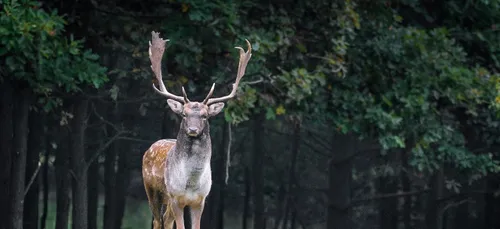 Un cerf s’enfuit avec le fusil de son chasseur