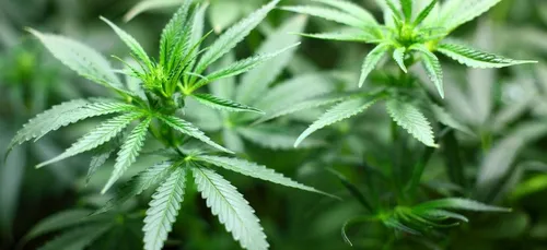 Le cannabis n’est pas une drogue "dangereuse" selon l’ONU