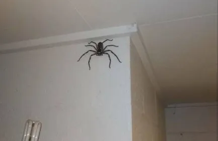 Il partage la photo d’une araignée géante, la police débarque chez...