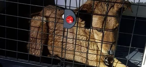 Sevran : il lave sa chienne au nettoyeur haute pression et termine...