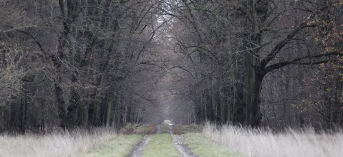 Seine-Saint-Denis : le bois Saint-Martin, une nouvelle forêt pour...