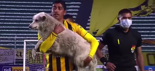 Un chien errant débarque sur le terrain en plein match, un joueur...