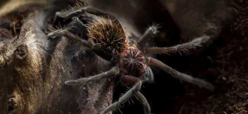 Un homme détenait illégalement une soixantaine de mygales chez lui...