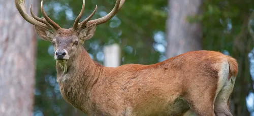 Un cerf traqué jusqu’en gare de Chantilly par des chasseurs (vidéo)