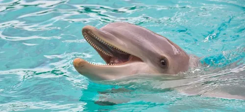 Le Parc Astérix renonce à ses dauphins !