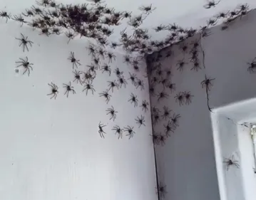 Une mère découvre une centaine d’araignées dans la chambre de sa...