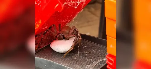 Elle découvre une araignée géante et des œufs dans le jouet de son...