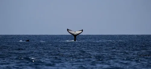 Ces pêcheurs vont devenir millionnaires grâce à... du vomi de...