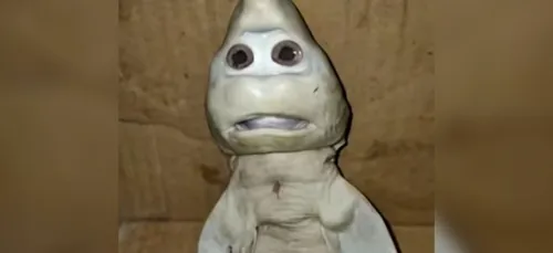 Un bébé requin naît avec une « tête humaine » en Indonésie (vidéo)