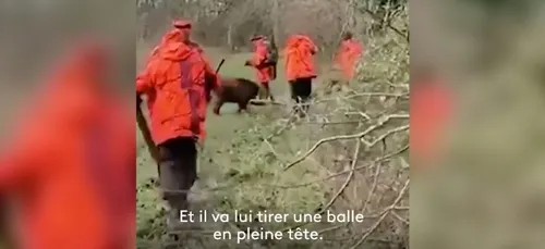 Hugo Clément dévoile l'injustifiable : un sanglier domestiqué tué à...