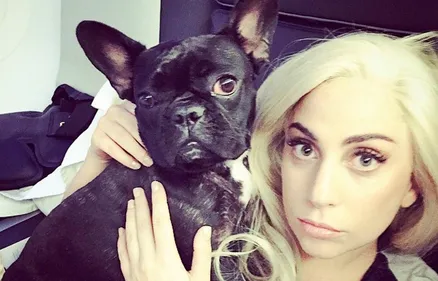 Le dog-sitter de Lady Gaga gravement blessé par balles, les...