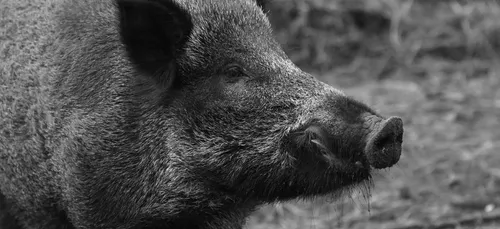 Liverdy-en-Brie : indignation autour de l’affaire du sanglier...