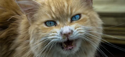 Un chat oblige un avion à effectuer un atterrissage d’urgence !