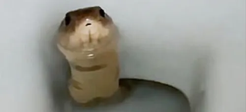 Un cobra vivant découvert dans les toilettes d’une maison (vidéo)