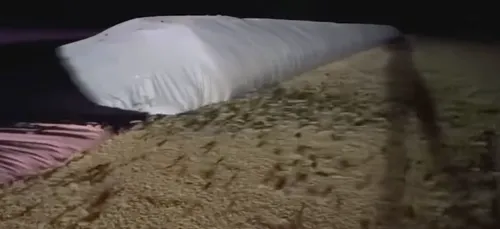 Australie : des milliers de souris ravageuses envahissent l'est du...