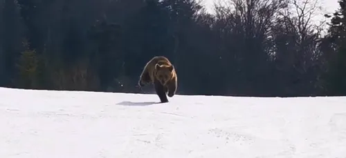 La folle course-poursuite entre un ours et un randonneur (Vidéo)
