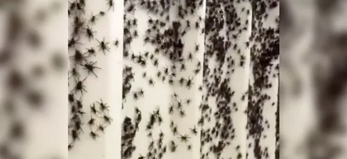 Australie : des millions d'araignées fuient les inondations et...
