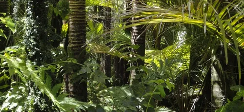 Son avion atterrit en urgence, il survit 36 jours en Amazonie (photo)