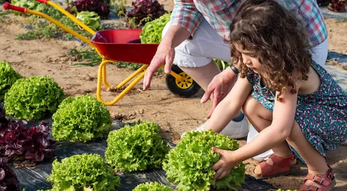 Les cueillettes du Plessis : venez cueillir des radis ce samedi !