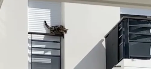 Orly : puni par son maître, un chat tombe du troisième étage d'un...