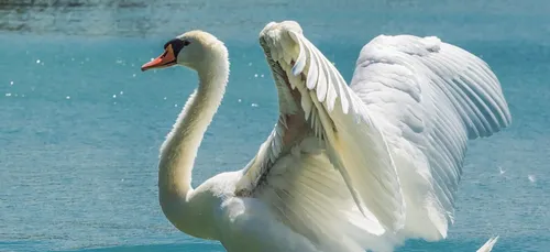 Il suffira d’un « Cygne » : les transports paralysés de longue...
