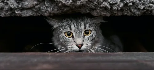 Paris : un homme interpellé après avoir jeté un chat du 4ème étage...