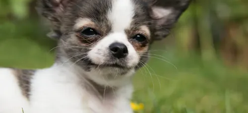 Volé à Paris par un SDF, elle retrouve son chien à Cannes