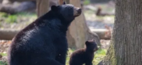 Thoiry : six oursons nés cet hiver, à venir observer dès le 12 mai !