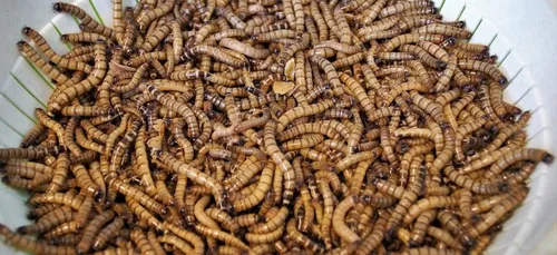 Alimentation : les vers de farines désormais autorisés dans nos...