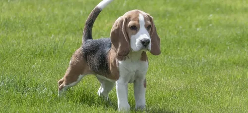Un homme en garde à vue à Paris après avoir tué son chien