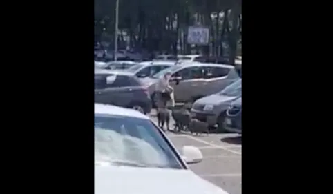 Une femme rackettée par des sangliers sur le parking d’un...