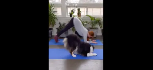 Un chien enchaîne les postures de yoga et fait fondre la toile (Vidéo)