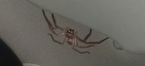 Un homme provoque (presque) un accident à cause d’une grosse...